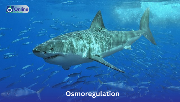 Lesson 04: Osmoregulation